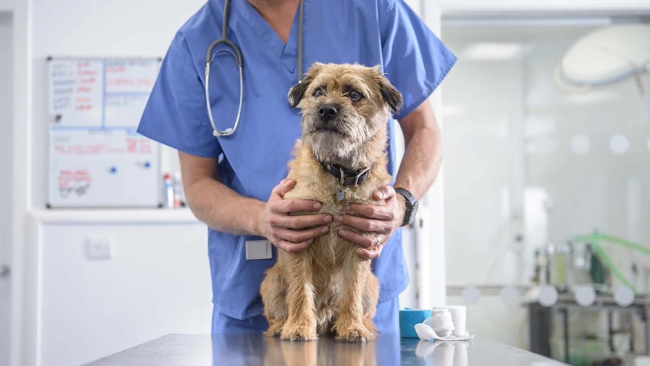 Enalapril for Dogs: Treating Canine Heart Conditions