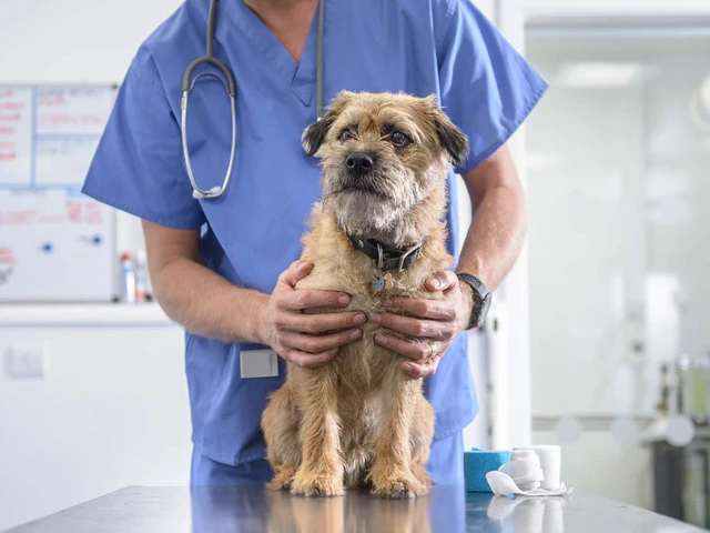 Enalapril for Dogs: Treating Canine Heart Conditions